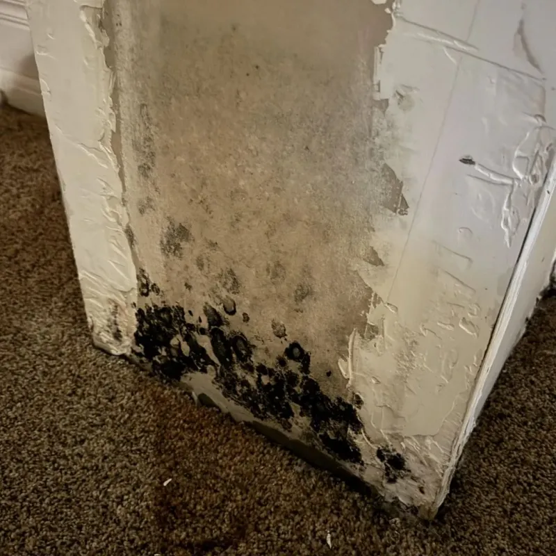Professional Mold Removal in Minot Air Force Base, ND